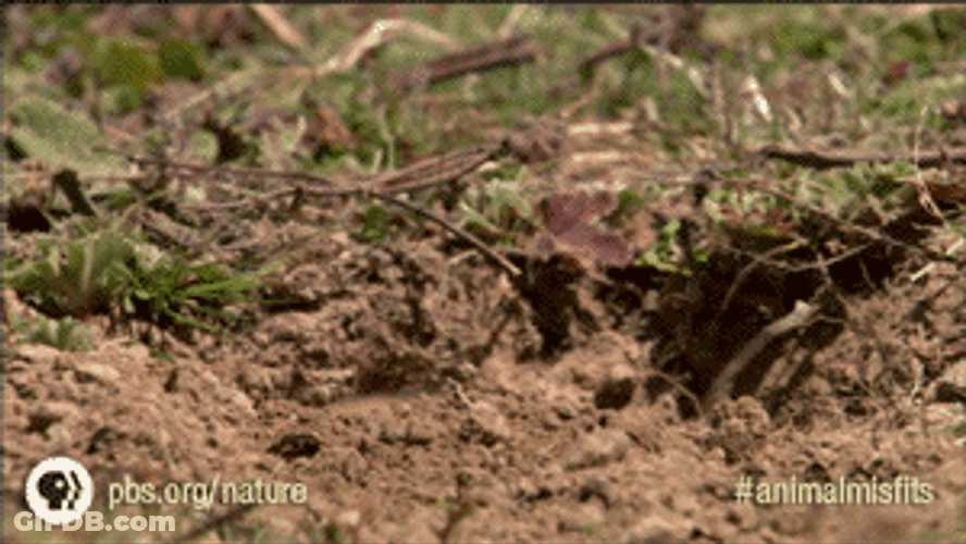 Digging Out Prairie Dog GIF
