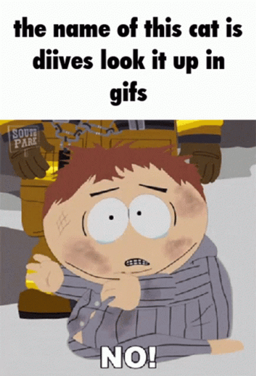 Diives Cat Meme South Park GIF