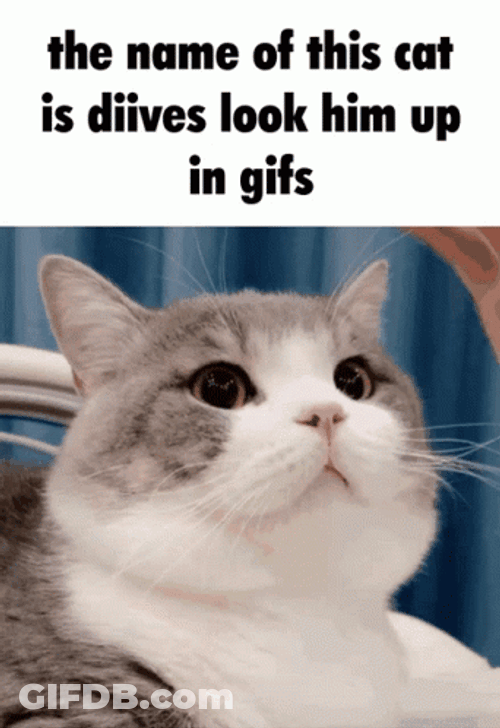 Diives Cat Patting Head Meme GIF