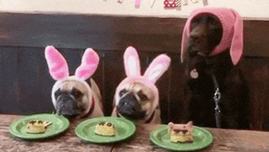 Dinner TIme Ptsd Dog GIF
