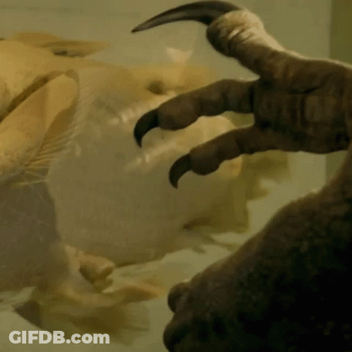 Dinosaur Claw Close Up GIF