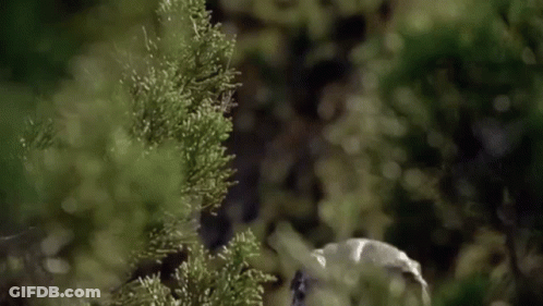 Dinosaur Head Behind Bush GIF