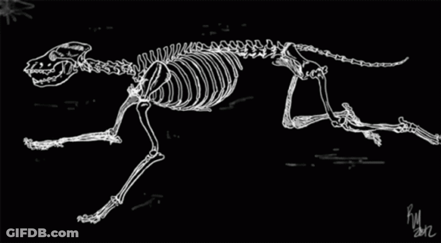 Dinosaur Skeleton Running Fast GIF