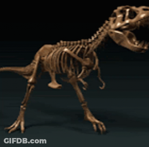 Dinosaur Skeleton With Open Mouth GIF