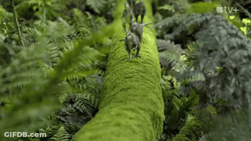 Dinosaurs Walking Across Mossy Log In Forest GIF