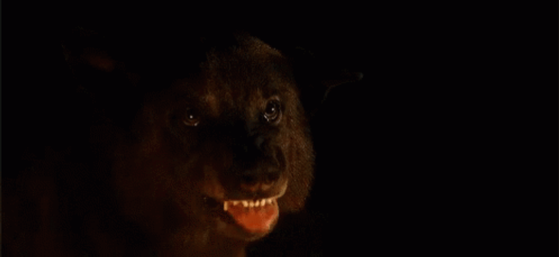 Direwolf Old Yeller GIF