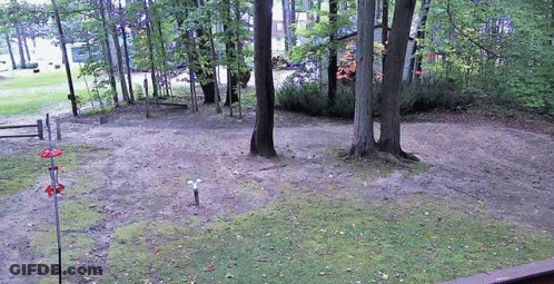 Dirt Area With Trees And Bird Feeder GIF