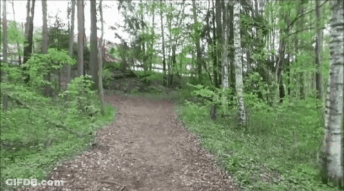 Dirt Path Through Forest With Trees GIF