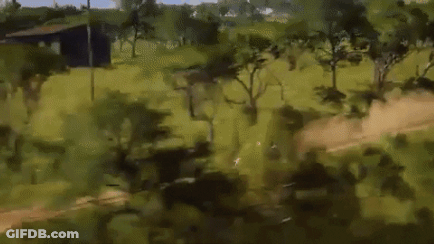 Dirt Rally Video Game Review PCGamesN GIF