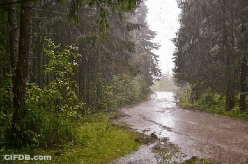 Dirt Road In Woods During Rainstorm GIF
