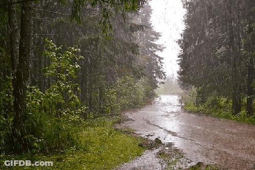 Dirt Road In Woods Rainstorm GIF