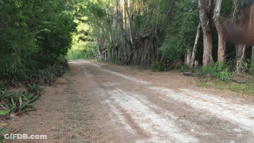 Dirt Road Through Forest GIF