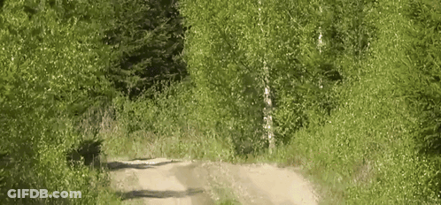 Dirt Road Through Forest With Trees GIF
