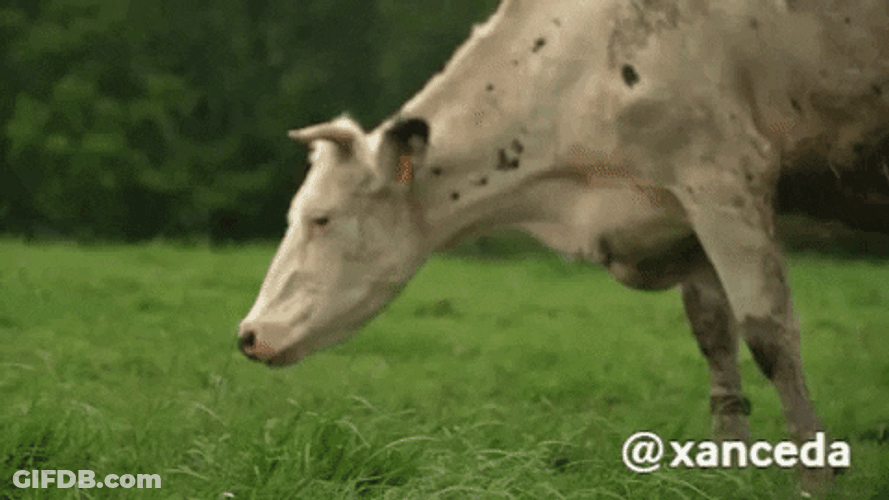 Dirty Moo In The Muddy Field GIF