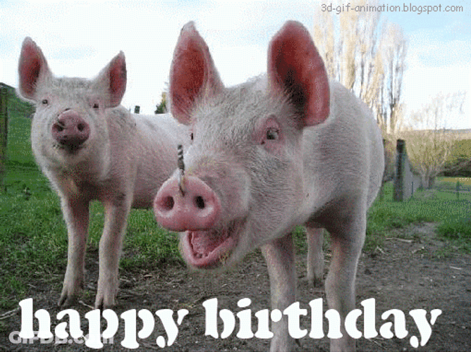 Dirty Pigs Barn Happy Birthday GIF