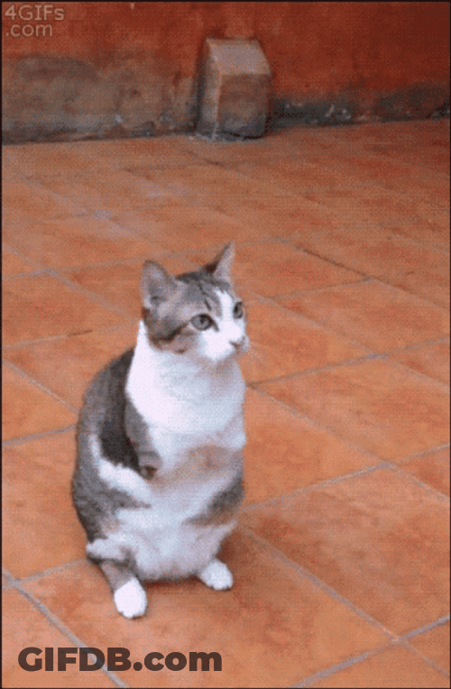 Disabled Cat Jumping GIF