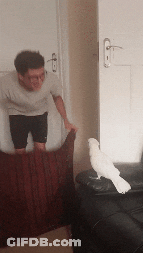 Disappearing Meme Cockatoo Surprised Reaction GIF