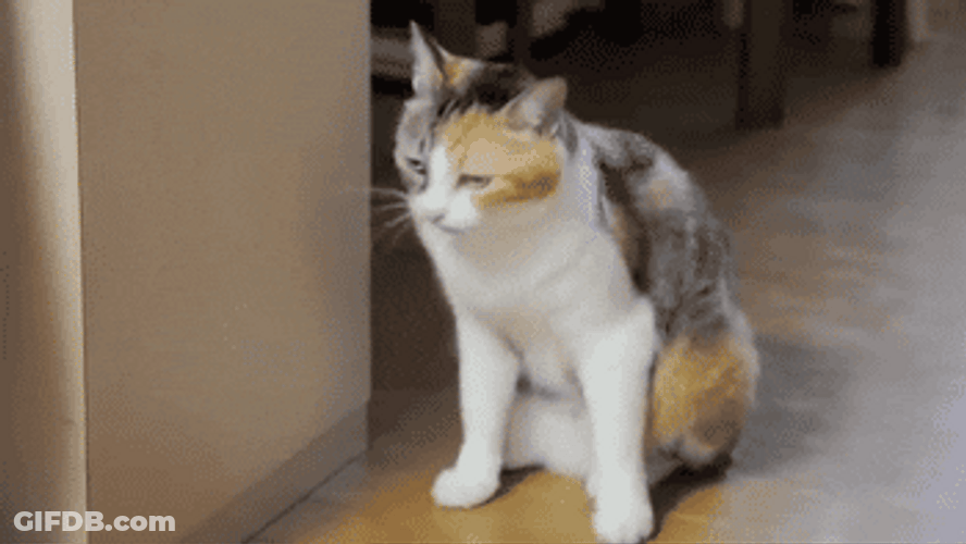 Disappearing Meme Hiding His Head GIF