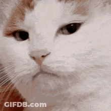 Disappointed Cat GIF