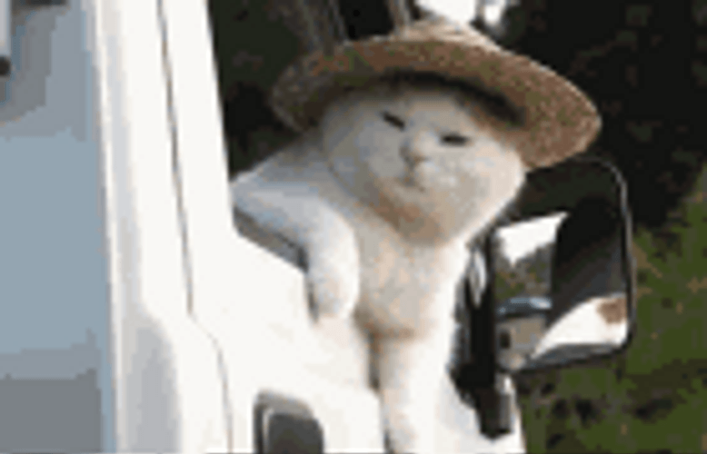 Disappointed Cute Hat Cat GIF