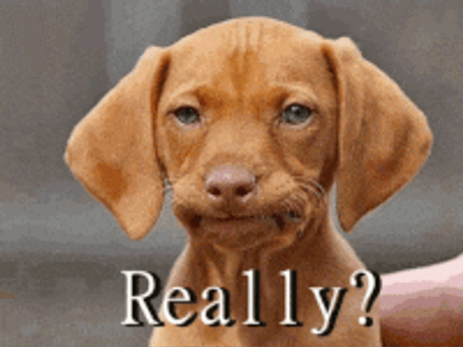 Disappointed Dog Really GIF