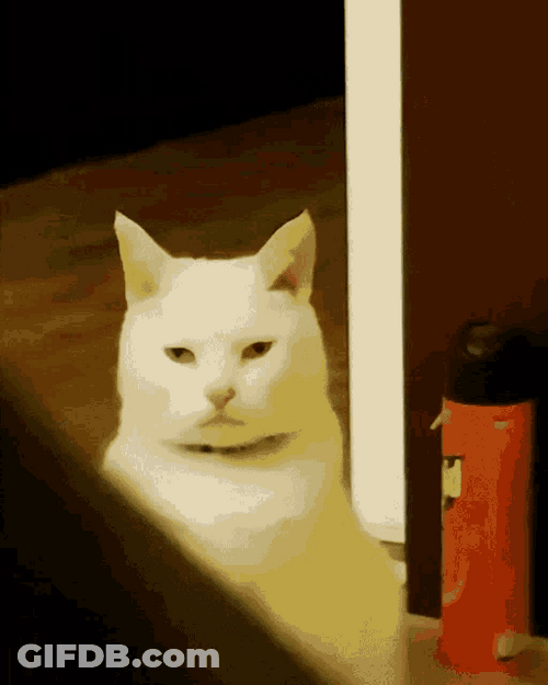 Disappointed Table Meme Cat GIF
