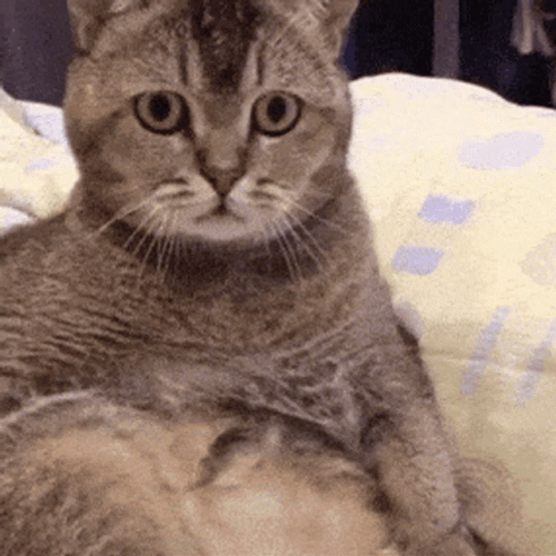 Disbelief Cat Confused Looking GIF