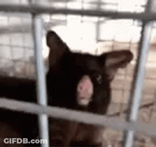 Disbelief Shocked Wild Animal GIF