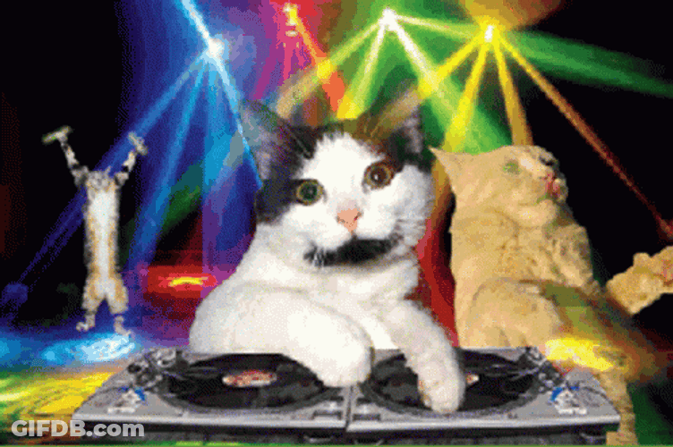 Disco Cats Celebrate Meme GIF
