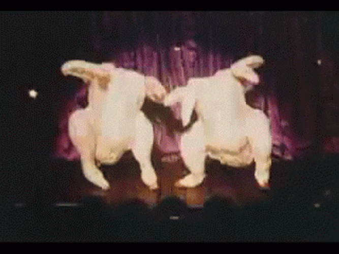 Disco Dancing Turkey Duo GIF