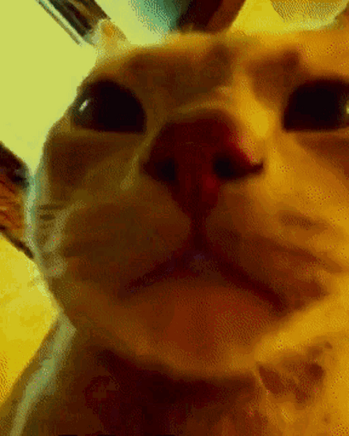 Disco Lights Cat Staring At Camera GIF
