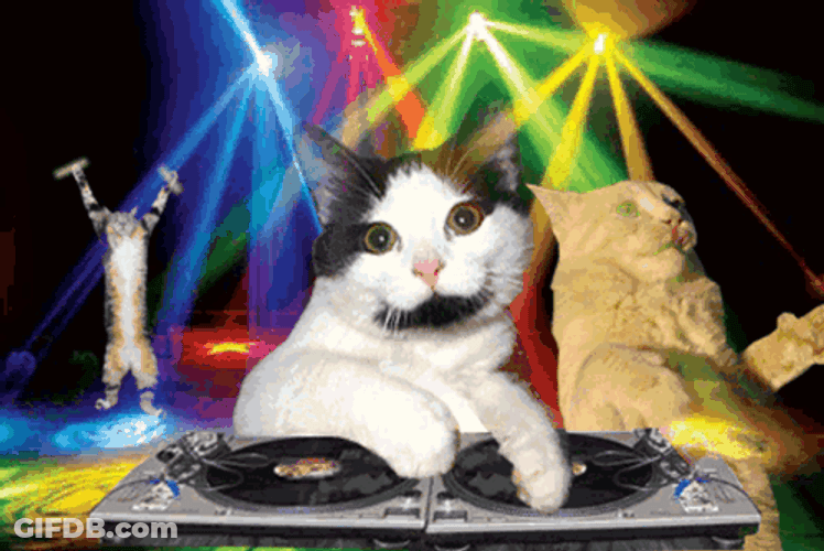 Disco Party Dancing Cat Meme GIF