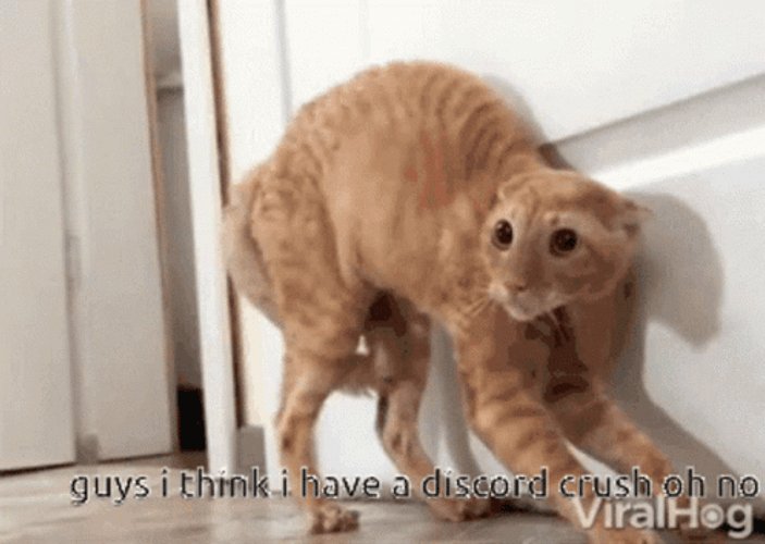Discord Crash Scared Ginger Cat GIF