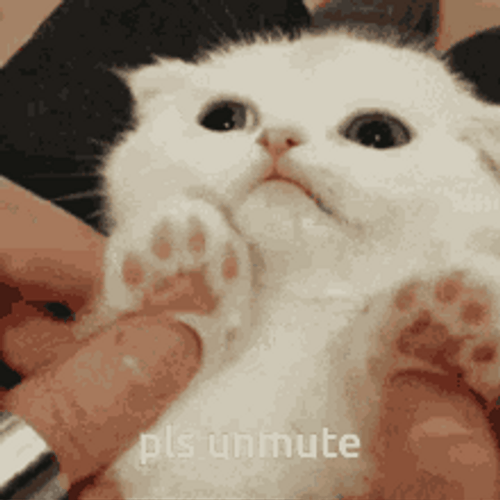 Discord Pfp Kitten Please Unmute GIF