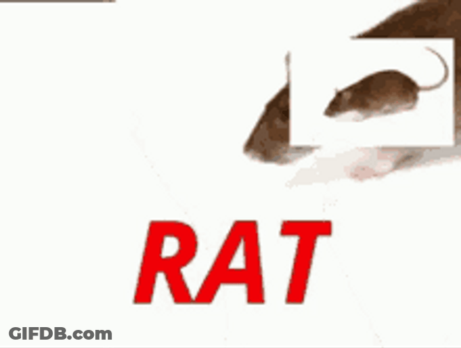 Discord Rat Emoji Funny GIF