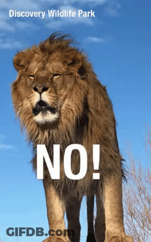 Discovery Wildlife Park Poster With Lion Saying No GIF