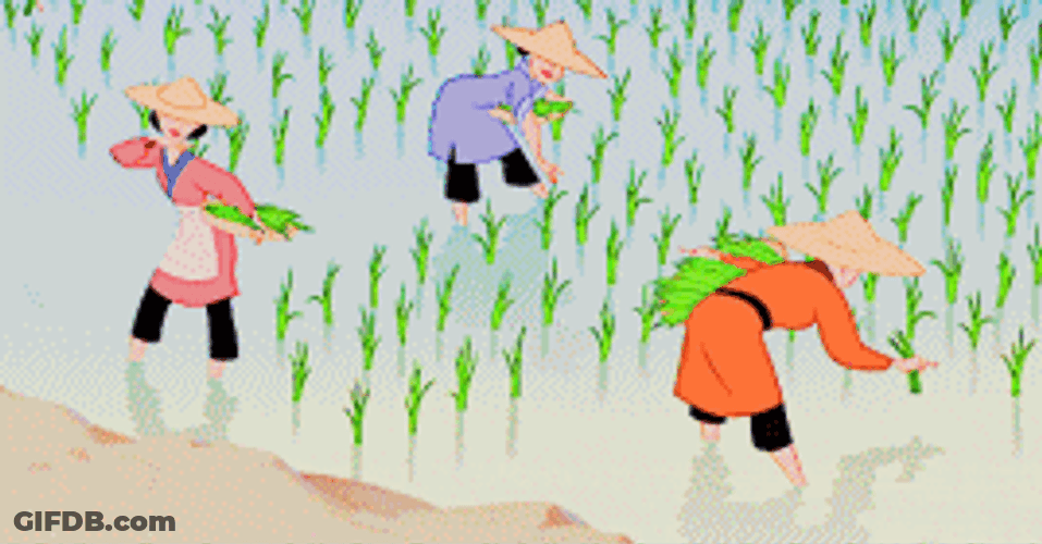 Disney Princess Farm Rice Field GIF