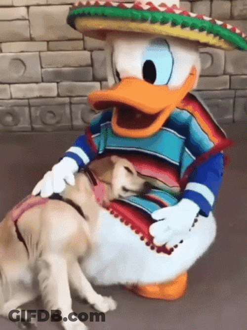 Disney World Donald Duck With Dog GIF