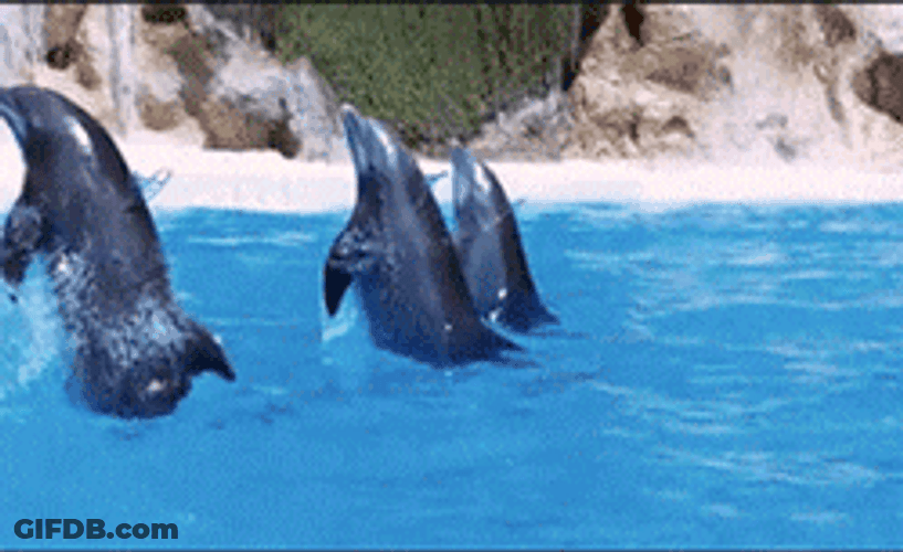 Disneyland Dapper Day GIF
