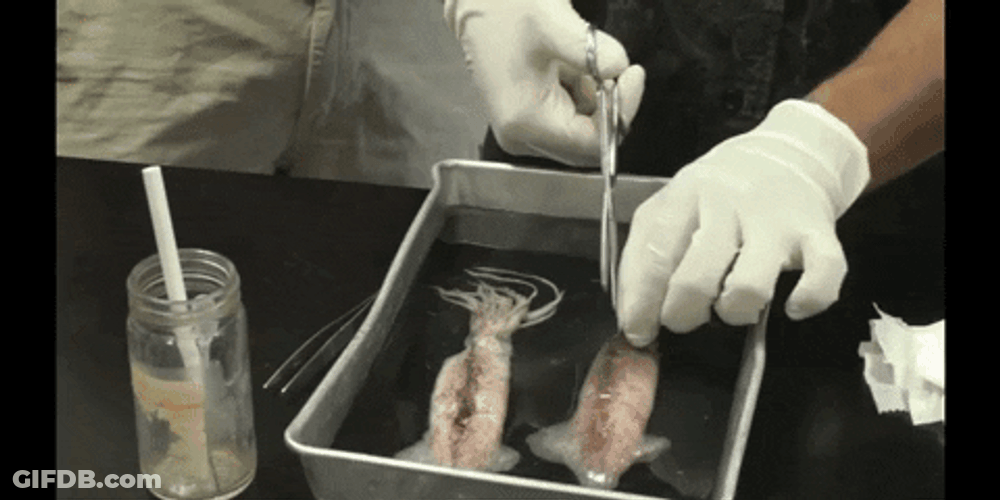 Dissecting Squid Body GIF