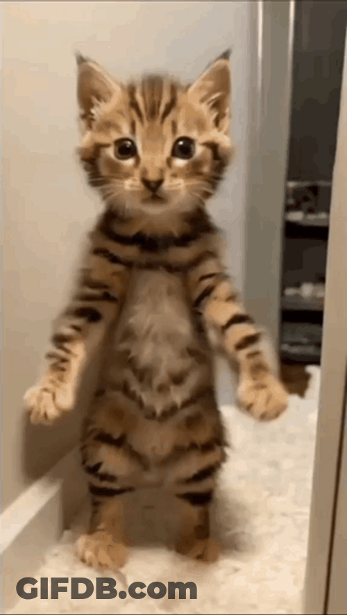 Distinct Performance Dancing Cat Meme GIF
