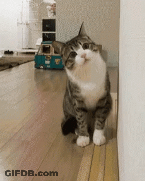 Distracted Cat Won't Listen GIF
