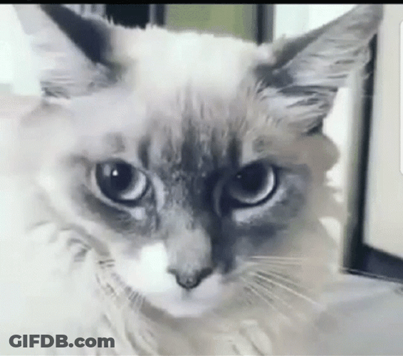 Distress Surprised Cat GIF