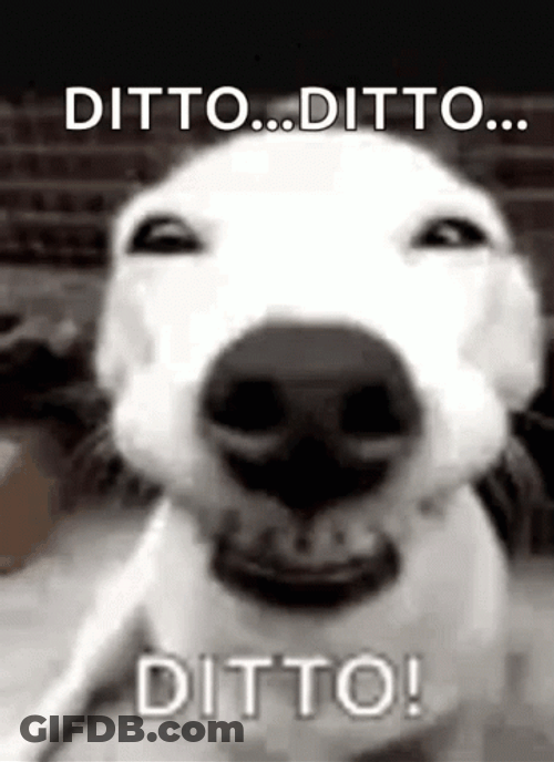Ditto Funny Dog Smiling Meme GIF
