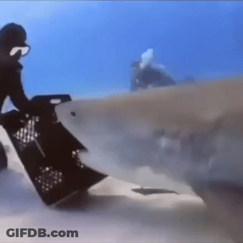 Diver Got Rotated By Shark GIF