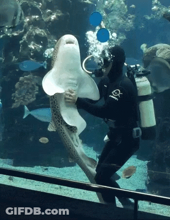 Diver Shark GIF