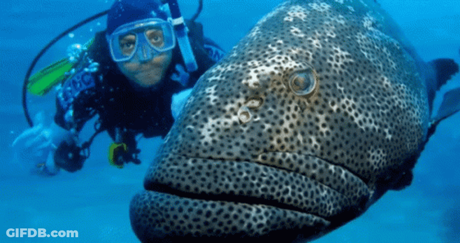 Diving With Grouper Fish GIF