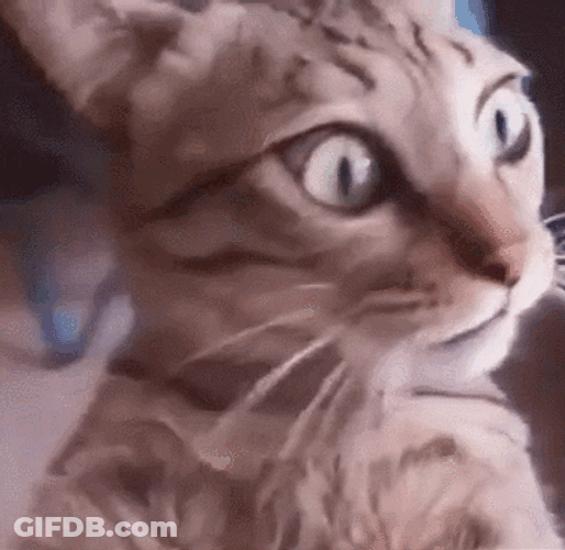Dizzy Cat Spinning GIF