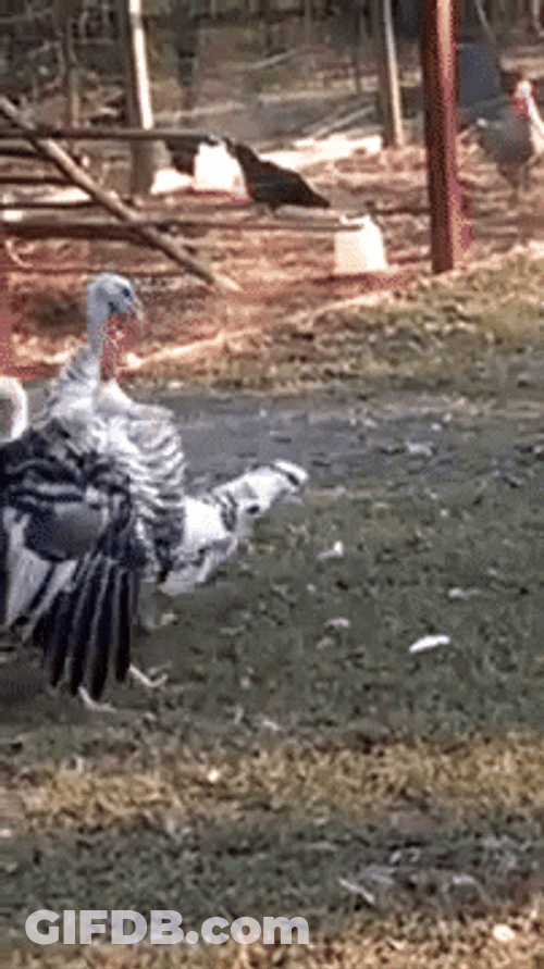 Dizzy Turning Around Turkey Meme GIF