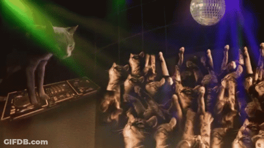 DJ Cat Rave Party GIF